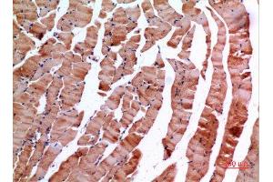 Immunohistochemistry (IHC) analysis of paraffin-embedded Mouse Muscle, antibody was diluted at 1:100. (INHBE anticorps  (C-Term))