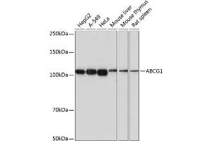 Western blot analysis of extracts of various cell lines, using  antibody (ABIN7265744) at 1:1000 dilution. (ABCG1 anticorps)
