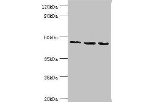 Western blot All lanes: Histone-binding protein RBBP7 antibody at 10 μg/mL Lane 1: A431 whole cell lysate Lane 2: NIH/3T3 whole cell lysate Lane 3: HepG2 whole cell lysate Secondary Goat polyclonal to rabbit IgG at 1/10000 dilution Predicted band size: 48, 53 kDa Observed band size: 48 kDa (RBBP7 anticorps  (AA 1-230))