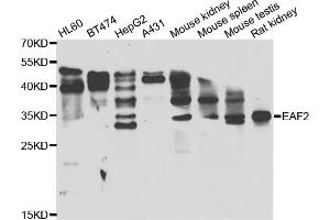 Western blot analysis of extracts of various cell lines, using EAF2 antibody (ABIN5974281) at 1/1000 dilution. (EAF2 anticorps)