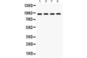 Anti- GRP94 Picoband antibody, Western blottingAll lanes: Anti GRP94  at 0. (GRP94 anticorps  (AA 43-221))