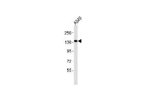 Anti-(Mouse) Epha1 Antibody (Center) at 1:2000 dilution + A549 whole cell lysates Lysates/proteins at 20 μg per lane. (EPHA1 anticorps  (AA 453-487))