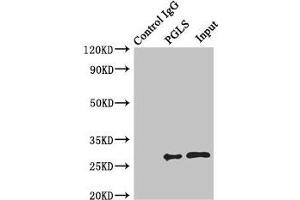 Immunoprecipitating PGLS in U251 whole cell lysate Lane 1: Rabbit control IgG instead of (1 μg) instead of ABIN7142705 in U251 whole cell lysate. (PGLS anticorps  (AA 1-258))