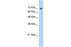 Western Blotting (WB) image for anti-Splicing Factor 4 (SF4) antibody (ABIN2462290) (Splicing Factor 4 anticorps)