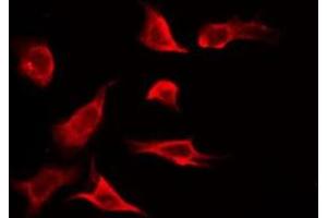 ABIN6275589 staining RAW264. (SLC24A4 anticorps  (Internal Region))