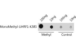 Dot-blot analysis of all sorts of methylation peptides using MonoMethyl-UHRF1-K385 antibody  at 1:1000 dilution. (UHRF1 anticorps  (meLys385))
