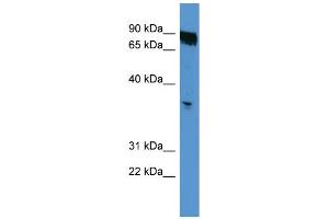 WB Suggested Anti-OR2K2 Antibody Titration: 0. (OR2K2 anticorps  (C-Term))