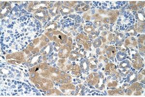 Human kidney (LMAN2 anticorps  (N-Term))