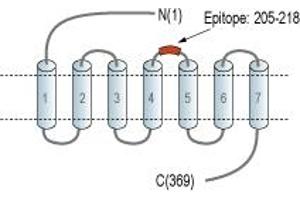 anti-Chemokine (C-C Motif) Receptor 9 (CCR9) (2nd Extracellular Loop), (AA 205-218) antibody