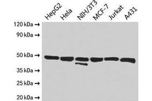 Western Blot Positive WB detected in: HepG2 whole cell lysate, Hela whole cell lysate, NIH/3T3 whole cell lysate, MCF-7 whole cell lysate, Jurkat whole cell lysate, A431 whole cell lysate All lanes: ENO1 antibody at 2. (ENO1 anticorps  (AA 2-428))