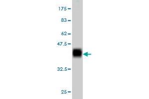 Western Blot detection against Immunogen (37. (Antizyme Inhibitor 1 anticorps  (AA 339-447))