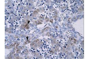 anti-Regulator of G-Protein Signaling 9 (RGS) (AA 230-279) antibody