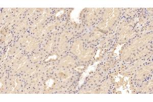 Detection of ADPN in Porcine Kidney Tissue using Monoclonal Antibody to Adiponectin (ADPN) (ADIPOQ anticorps  (AA 18-243))