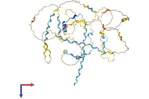 AlphaFold protein structure predicition of Human Recombinant WIPF3 Protein, UniprotID A6NGB9