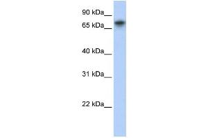 Western Blotting (WB) image for anti-Tripartite Motif Containing 29 (TRIM29) antibody (ABIN2457958) (TRIM29 anticorps)