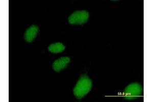 Immunofluorescence of purified MaxPab antibody to NUBP1 on HeLa cell. (NUBP1 anticorps  (AA 1-320))