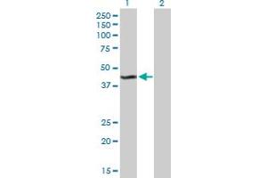 Western Blot analysis of KMO expression in transfected 293T cell line by KMO MaxPab polyclonal antibody.
