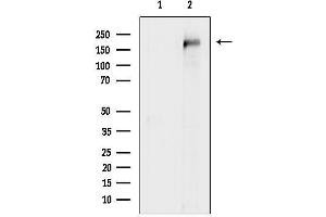 anti-Ubiquitin Protein Ligase E3 Component N-Recognin 2 (UBR2) (C-Term) antibody