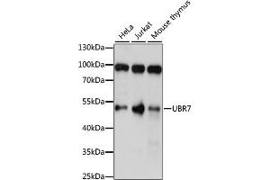 Western blot analysis of extracts of various cell lines, using UBR7 antibody (ABIN6293313) at 1:1000 dilution. (UBR7 anticorps)