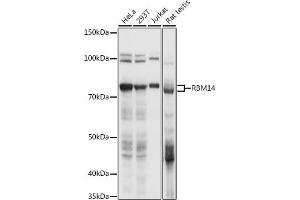 Western blot analysis of extracts of various cell lines, using RBM14 antibody (ABIN6133649, ABIN6146760, ABIN6146762 and ABIN6217049) at 1:1000 dilution.