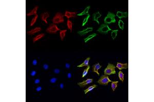 ABIN6264119 and ABIN6272974 staining Hela cells by IF/ICC. (PDLIM7 anticorps  (N-Term))