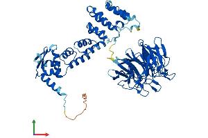 AlphaFold protein structure predicition of Human Recombinant KLHL3 Protein, UniprotID Q9UH77