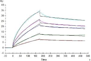 Human LILRB2, hFc Tag captured on CM5 Chip via Protein A can bind Human HLA-G Complex Tetramer with an affinity constant of 4.