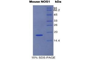 SDS-PAGE (SDS) image for Nitric Oxide Synthase 1, Neuronal (NOS1) (AA 691-826) protein (His tag) (ABIN1980839)