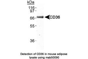 Image no. 2 for anti-CD36 (CD36) antibody (ABIN363244) (CD36 anticorps)