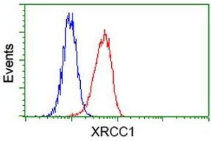 Image no. 2 for anti-X-Ray Repair Complementing Defective Repair in Chinese Hamster Cells 1 (XRCC1) antibody (ABIN1501768) (XRCC1 anticorps)