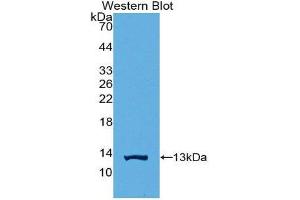 Western Blotting (WB) image for anti-High Mobility Group Nucleosome Binding Domain 1 (HMGN1) (AA 14-100) antibody (ABIN1859181)