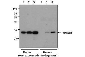Western blot analysis of human and rat HMGB1 using anti-HMGB1, mAb (rec.