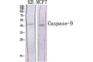 Western Blot (WB) analysis of specific cells using Caspase-9 Polyclonal Antibody. (Caspase 9 anticorps  (Ser203))