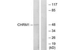 Western blot analysis of extracts from HepG2 cells, using CHRM1 Antibody. (CHRM1 anticorps  (AA 295-344))