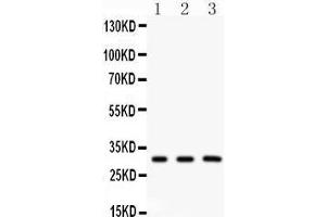 Western Blotting (WB) image for anti-Peroxiredoxin 4 (PRDX4) (AA 178-2081), (C-Term) antibody (ABIN3043905)