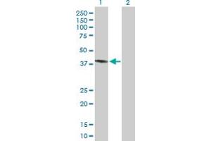 Western Blot analysis of PECI expression in transfected 293T cell line by PECI MaxPab polyclonal antibody. (PECI/ECI2 anticorps  (AA 1-364))