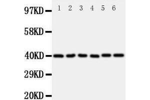 Western Blotting (WB) image for anti-WNT1 Inducible Signaling Pathway Protein 1 (WISP1) (AA 354-367), (C-Term) antibody (ABIN3043974)