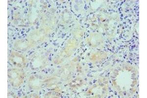 Immunohistochemistry of paraffin-embedded human kidney tissue using ABIN7158577 at dilution of 1:100 (LRP6 anticorps  (AA 20-150))