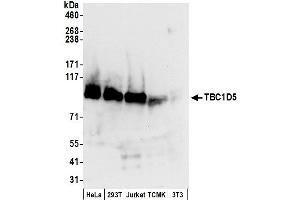 Western Blotting (WB) image for anti-TBC1 Domain Family, Member 5 (TBC1D5) (AA 745-795) antibody (ABIN7450807)