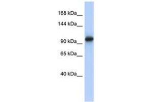 Image no. 1 for anti-Vacuolar Protein Sorting 54 Homolog (VPS54) (AA 107-156) antibody (ABIN6743992) (VPS54 anticorps  (AA 107-156))