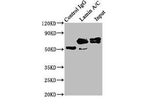 Immunoprecipitating Lamin A/C in Hela whole cell lysate Lane 1: Rabbit control IgG instead of ABIN7127601 in Hela whole cell lysate. (Recombinant Lamin A/C anticorps)