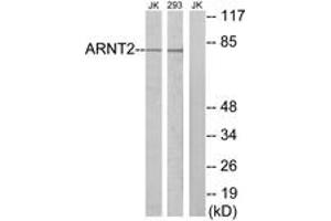 Western blot analysis of extracts from Jurkat/293 cells, using ARNT2 Antibody. (ARNT2 anticorps  (AA 21-70))