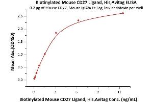 Immobilized Mouse CD27, Mouse IgG2a Fc Tag, low endotoxin (ABIN5955007,ABIN6809974) at 2 μg/mL (100 μL/well) can bind Biotinylated Mouse CD27 Ligand, His,Avitag (ABIN6731315,ABIN6809905) with a linear range of 0.