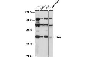 Western blot analysis of extracts of various cell lines, using BZW2 antibody (ABIN7265831) at 1:1000 dilution.