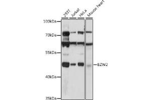Western blot analysis of extracts of various cell lines, using BZW2 antibody (ABIN7265831) at 1:1000 dilution. (BZW2 anticorps  (AA 190-300))