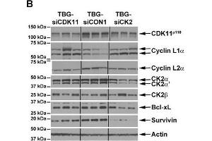 Cyclin L2 Antikörper  (AA 309-384)