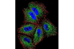 Confocal immunofluorescent analysis of PCDHAC2 Antibody (Center) (ABIN656091 and ABIN2845434) with NCI- cell followed by Alexa Fluor 488-conjugated goat anti-rabbit lgG (green). (PCDHAC2 anticorps  (AA 616-644))