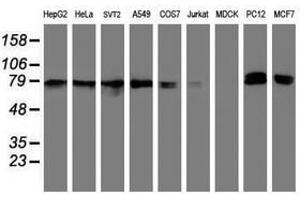 Image no. 7 for anti-Neurolysin (Metallopeptidase M3 Family) (NLN) antibody (ABIN1499710)