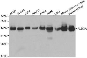 Western blot analysis of extracts of various cell lines, using ALDOA antibody. (ALDOA anticorps)