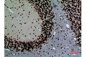 Immunohistochemistry (IHC) analysis of paraffin-embedded Rat Brain, antibody was diluted at 1:100.